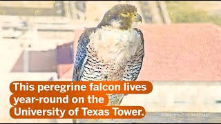 quotTower Girlquot UTs Resident Peregrine Falcon [upl. by Eirojam]