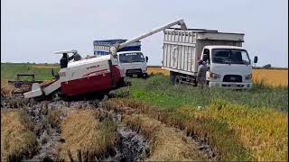 sigue la cosecha de arroz en camaná 🥳rice harvesting machines [upl. by Meghann]