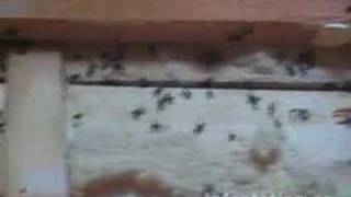 Carpenter Ant Infestation [upl. by Osrock]