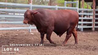 Lot 66 DRENSMAINE L 77 P [upl. by Larcher]