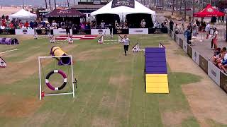 Dog Sports Small Dog Agility Competition [upl. by Onirotciv]