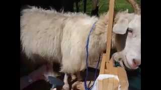 How to Comb Cashmere Goats [upl. by Llatsyrc307]