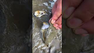 Oyster A lot After The Sea Low Tide oysters usa 100kviews fyp viral tiktok ur uk us [upl. by Ultann157]