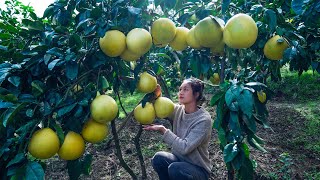 Cooking Giant Red Pomelo in Various Ways that You Never Even Thought of [upl. by Alam]