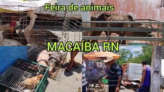 feira de animais MACAÍBA RN [upl. by Katushka587]