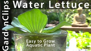 Water Lettuce  A Most Useful Aquatic Plant  How to grow Water Lettuce  Pistia stratiotes [upl. by Grosz]