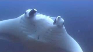 Mantas Circling Manta birostris  Mozambique [upl. by Aneroc]