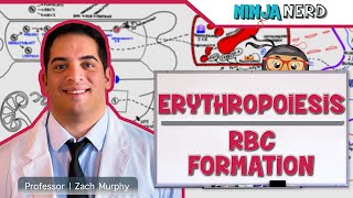 Hematology  Erythropoiesis Red Blood Cell Formation Part 1 [upl. by Tamsky]