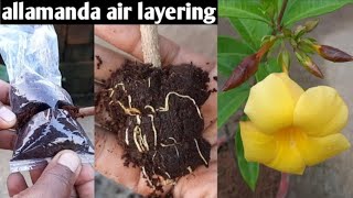 how to propagate allamanda flower plant from air layering [upl. by Savitt10]