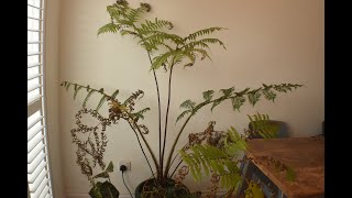 No 28  How Are The Cyathea Doing Indoors [upl. by Enyaht]