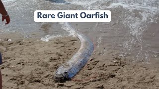 Rare Giant Oarfish  The doomsday fish [upl. by Roybn]