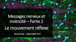 Cours Spé SVT Terminale  Le mouvement réflexe [upl. by Naihs]