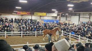 2023 Gordyville Draft Horse Sale Gelding clips [upl. by Enelear494]