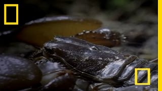 Emperor Scorpion  National Geographic [upl. by Oryaj]