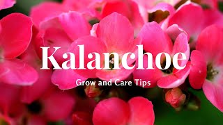 Kalanchoe Grow and Care Tips [upl. by Payson603]