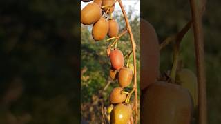 Актинидия мини Киви  Actinidia arguta actinidia актинидия сад garten растения pflanzen [upl. by Oirram]