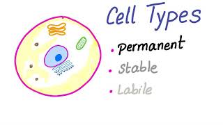 Cell Types  Permanent Stable Labile  Cell Division  Biology and Histology [upl. by Aned]