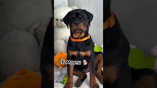 One Month Vs One Year rottweiler transformation shots feedfeed feeddoglover dog rottweiler [upl. by Nesaj]