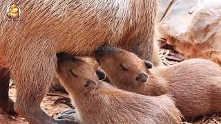 Adorable Capybara Babies in a Milky Wonderland – Cuteness Overload Alert [upl. by Chor]