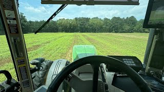 Replant deer damage soybeans [upl. by Nodab]