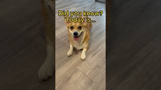 💃Day corgi funnyanimal funny corgipup funnydog pets funnypet cuteanimal shorts [upl. by Tarfe]