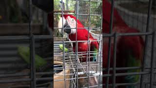 Macaw Parrot Likes Okra [upl. by Nilauqcaj540]