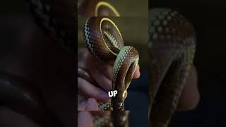 TwoHeaded Snake Surprise 🐍🐍 wildlife nature rare [upl. by Osicnarf]