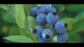 Air layering Blueberries Propagation [upl. by Rizas]