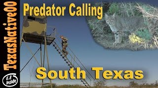 Hunting Predators in South Texas Coyotes amp Bobcats [upl. by Mure]