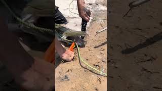 Unhooking an Alligator Gar [upl. by Icrad801]