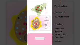 TROPHOZOITE of ENTAMOEBA HISTOLYTICA parasitology pathology microbiology medicalmicrobiology [upl. by Ainosal446]