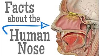 Facts about the Human Nose for Kids [upl. by Norita]