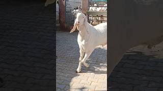 arman goat farm animals farming ytshorts sojatgoatfarm sojatbakre palaisetup [upl. by Herson]