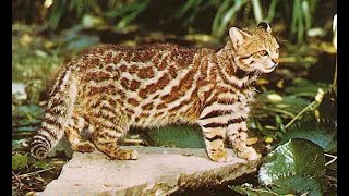 The Pampas Cat also known as the Colocolo is a small Wild Cat species [upl. by Nalro]