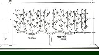 The 4Arm KniffinTraining System for Grapevines  Grape Video 15 [upl. by Arehsat]