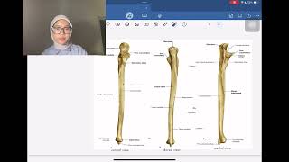 Anatomi Regio Antebrachium dan Manus [upl. by Stovall]