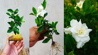 How to grow Gardenia plant from cuttings easy way of growing Gardenias [upl. by Gallard474]