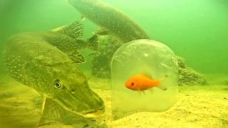 GOLDFISH in an UNDERWATER AQUARIUM  Crazy pike attacks  Underwater World [upl. by Ermine]