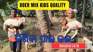 Boer mix ଛୁଆ କେତେ ସୁନ୍ଦର ହେଇଛନ୍ତି କିଣିବା ପାଇଁ call କରନ୍ତୁ। Quality of Breeding standard goat farm। [upl. by Zacarias681]