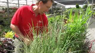 Perennial Grasses Meadows Farms Nurseries [upl. by Ajit]