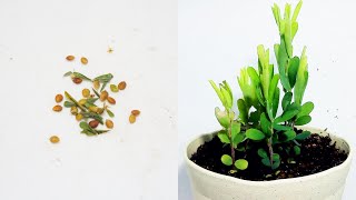 【筮萩】メドハギの発芽と成長  Germination of Lespedeza cuneata Timelapse [upl. by Maurreen]