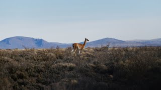 Guanacos  Centinelas de la Estepa  Patagonia [upl. by Cavil]