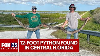 Massive 12foot 80pound Burmese python captured by Florida alligator hunters [upl. by Oivatco]