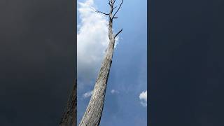 Abandoned PA Beaver Damn nature explore beavers mothernature bluesky outside niceday fun [upl. by Cordey584]