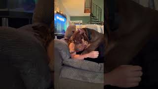 Giant XL Bully love xlbully dogbreed shortsvideo [upl. by Fortunato]