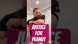 Justice for Peanut the Squirrel and Fred the Raccoon [upl. by Etnohs]