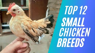 Top 12 Small Chicken Breed For Pets or Eggs [upl. by Taffy673]