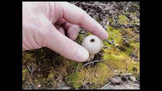 Lycoperdon Perlatum [upl. by Krista]