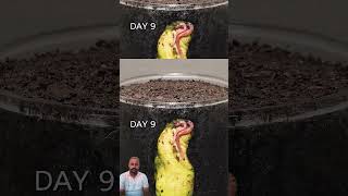 Mango seed germinating process after 35 days [upl. by Onirefes]