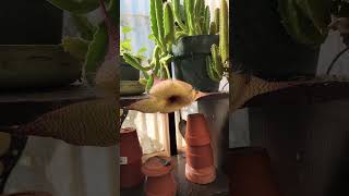 Stapelia grandiflora in bloom [upl. by Eriam]